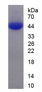 Recombinant Chemokine C-X3-C-Motif Ligand 1 (CX3CL1)