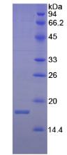 Recombinant Interferon Gamma (IFNg)