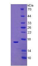 Recombinant Interferon Gamma (IFNg)