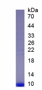 Recombinant Insulin Like Growth Factor 1 (IGF1)