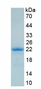 RPA054Hu01.jpg