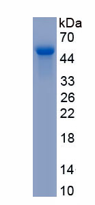 Recombinant Interleukin 10 (IL10)