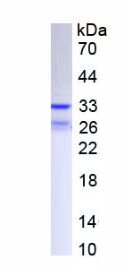 Recombinant Interleukin 12A (IL12A)