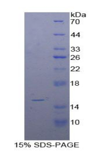 RPA061Bo01.jpg