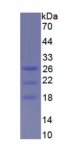 Recombinant Interleukin 15 (IL15)