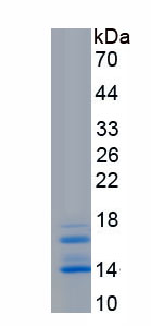 Recombinant Interleukin 15 (IL15)