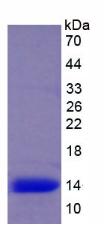 Recombinant Interleukin 15 (IL15)