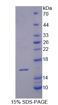 RPA062Bo01.jpg