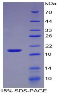 Recombinant Interleukin 17 (IL17)