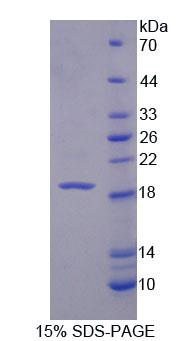 Recombinant Interleukin 3 (IL3)