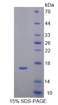 Recombinant Interleukin 4 (IL4)