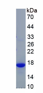 Recombinant Interleukin 4 (IL4)