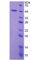 Recombinant Interleukin 4 (IL4)