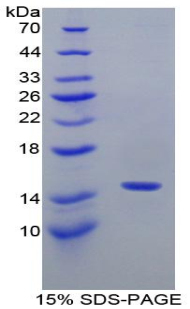 Recombinant Interleukin 4 (IL4)