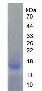 Recombinant Interleukin 5 (IL5)