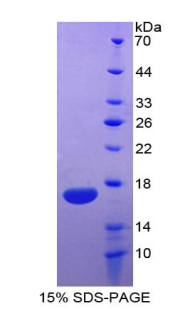 Recombinant Interleukin 5 (IL5)