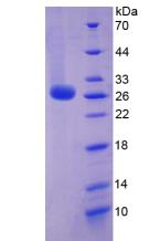 Recombinant Interleukin 6 (IL6)