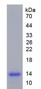 Recombinant Macrophage Inflammatory Protein 3 Beta (MIP3b)