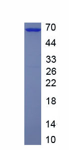 Recombinant Matrix Metalloproteinase 2 (MMP2)