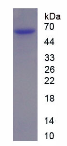 Recombinant Matrix Metalloproteinase 2 (MMP2)