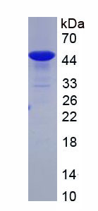 RPA101Hu05.jpg