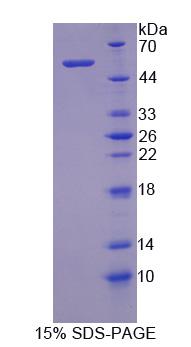 Recombinant Matrix Metalloproteinase 3 (MMP3)