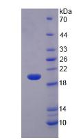 Recombinant Matrix Metalloproteinase 3 (MMP3)