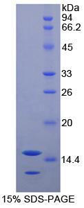 Recombinant Neurotrophin 3 (NT3)