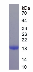 Recombinant Neurotrophin 3 (NT3)