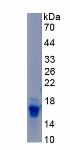 Recombinant Neurotrophin 3 (NT3)