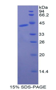 RPA109Ca01.jpg