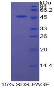 RPA119Bo01.jpg