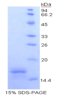 RPA119Hu01.jpg