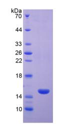 RPA119Si01.jpg