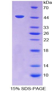 RPA124Bo01.jpg