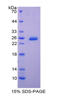 RPA129Bo01.jpg