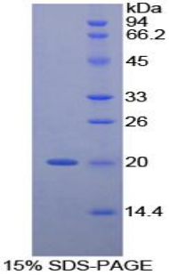 Recombinant Tumor Necrosis Factor Alpha (TNFa)