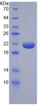 Recombinant Tumor Necrosis Factor Alpha (TNFa)