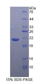 Recombinant Tumor Necrosis Factor Alpha (TNFa)