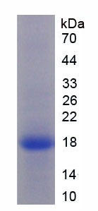 RPA133Si01.jpg