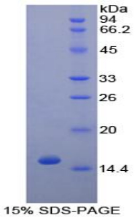 Recombinant Tumor Necrosis Factor Beta (TNFb)