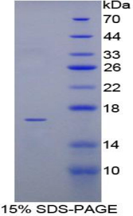 Recombinant Tumor Necrosis Factor Beta (TNFb)