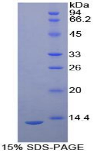 Recombinant Plasminogen Activator, Urokinase Receptor (uPAR)