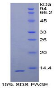 Recombinant Plasminogen Activator, Urokinase Receptor (uPAR)