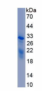 Recombinant Vascular Endothelial Growth Factor A (VEGFA)