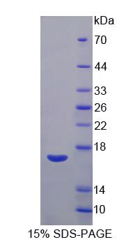 Recombinant Vascular Endothelial Growth Factor B (VEGFB)