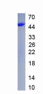 Recombinant Vascular Endothelial Growth Factor B (VEGFB)