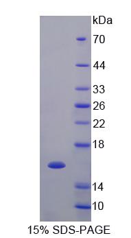 RPA145Bo01.jpg