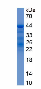 Recombinant Vascular Endothelial Growth Factor C (VEGFC)