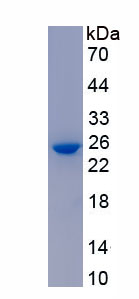 RPA147Bo01.jpg